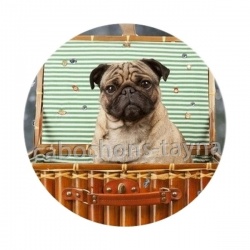 chien