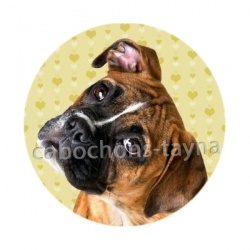 chien