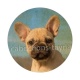 chien