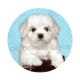 chien