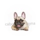 chien