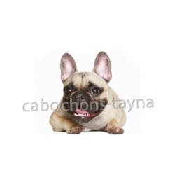 chien