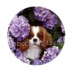 chien