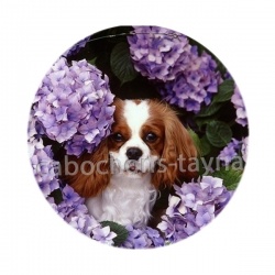 chien