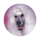 chien