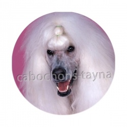 chien