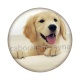 chien