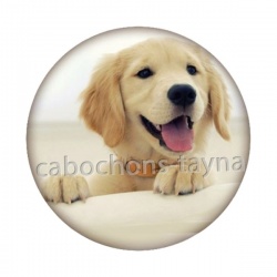 chien