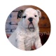 chien