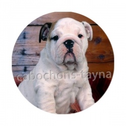 chien