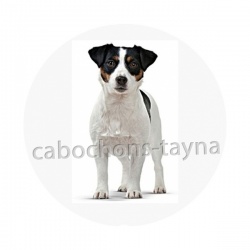 chien