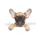 chien