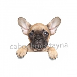 chien
