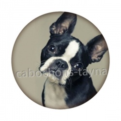chien