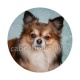 chien
