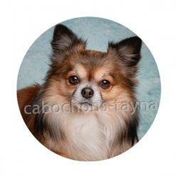 chien