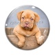 Cabochon Verre - chien