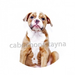 chien