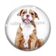 Cabochon Verre - chien