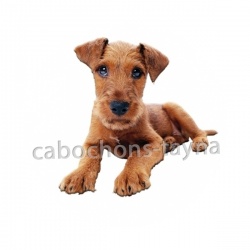 chien