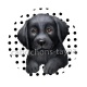 chien