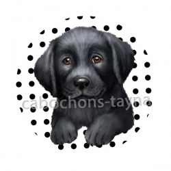 chien