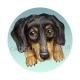 chien