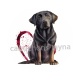 chien