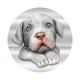 chien