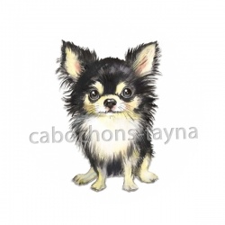 chien
