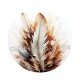 plume