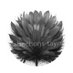 plume