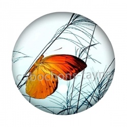 papillon