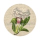 fleur exotique