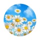 marguerite