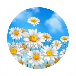 marguerite