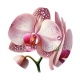 orchidée