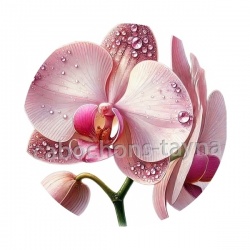 orchidée