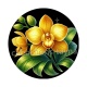 orchidée