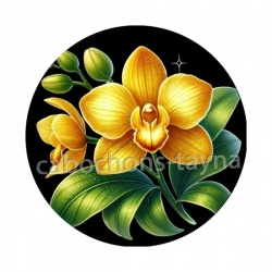 orchidée