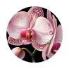 orchidée