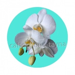 fleur exotique