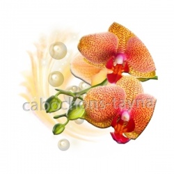 fleur exotique