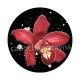 fleur exotique