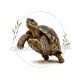tortue de terre
