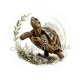 tortue de terre