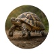 tortue de terre