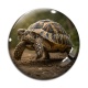 Cabochon Verre - tortue de terre
