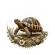 tortue de terre