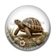 Cabochon Résine - tortue de terre